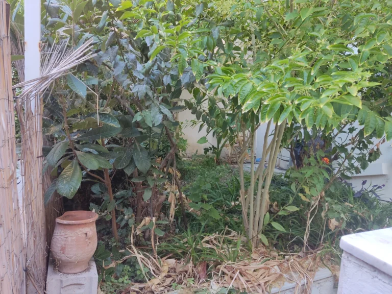 Καθαρισμός κήπου και κλάδεμα λεμονιάς στον Άγιο Δημήτριο