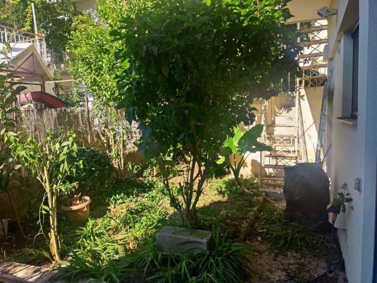 Καθαρισμός κήπου και κλάδεμα λεμονιάς στον Άγιο Δημήτριο