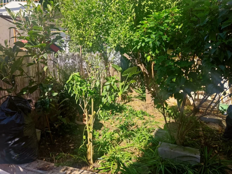 Καθαρισμός κήπου και κλάδεμα λεμονιάς στον Άγιο Δημήτριο