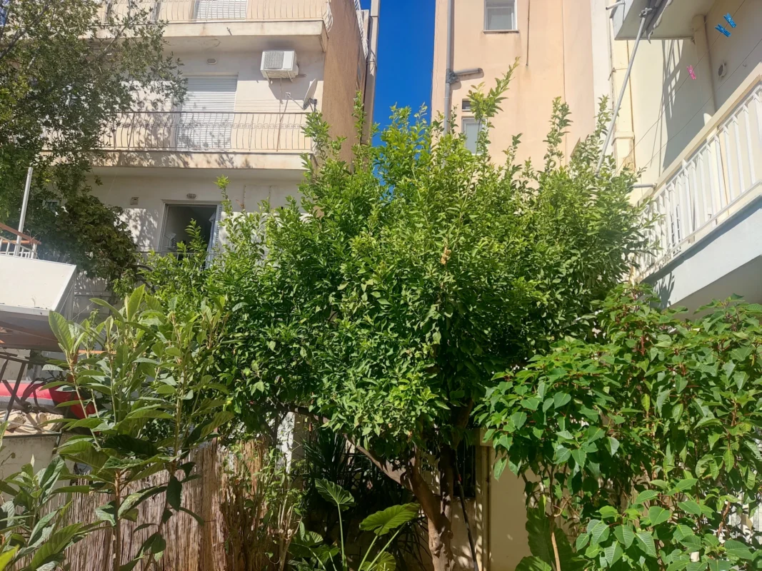 Καθαρισμός κήπου και κλάδεμα λεμονιάς στον Άγιο Δημήτριο