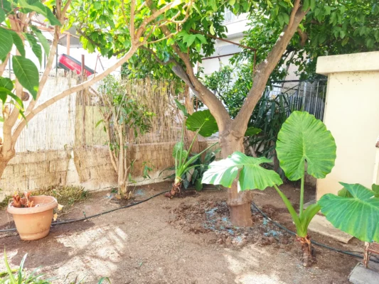 Καθαρισμός κήπου και κλάδεμα λεμονιάς στον Άγιο Δημήτριο