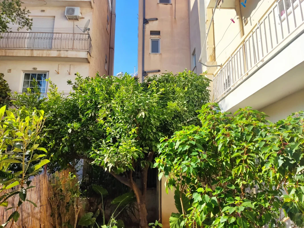 Καθαρισμός κήπου και κλάδεμα λεμονιάς στον Άγιο Δημήτριο